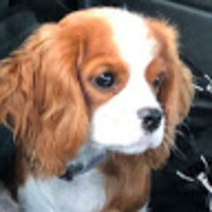 Meet your Posher, Kj